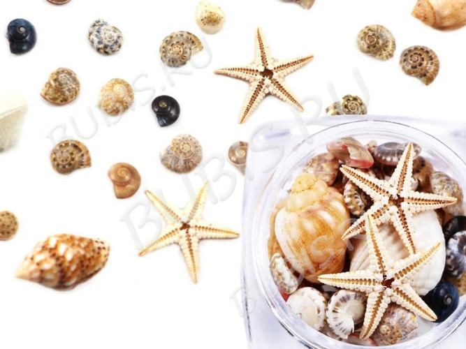 Наполнение для смолы и бутылочек 066 Дары моря 5-18*3-7мм МИКС в контейнере (декор)