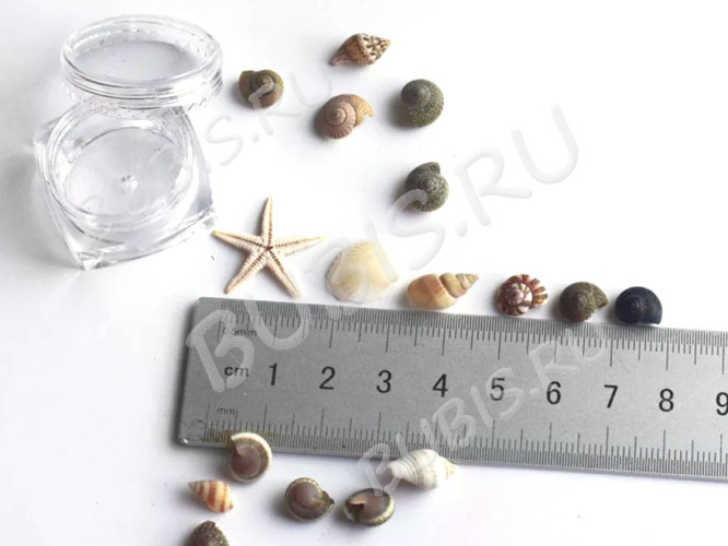 Наполнение для смолы и бутылочек 066 Дары моря 5-18*3-7мм МИКС в контейнере (декор)