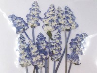 Сухие цветы 22 Шалфей прессованный примерно 6-10*1-1,5см комплект на картоне (натуральные цветы) (10шт.)