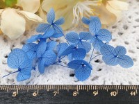 Сухие цветы 30 Гортензия 16-18мм стабилизированная тёмно-голубая в коробочке (натуральные цветы)