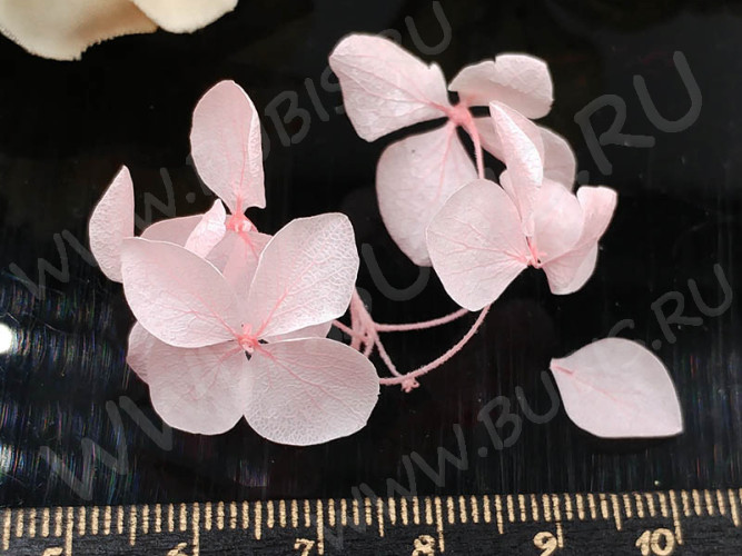 Сухие цветы 27 Гортензия 20мм стабилизированная розовая в коробочке (натуральные цветы)