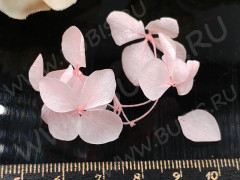 Сухие цветы 27 Гортензия 20мм стабилизированная розовая в коробочке (натуральные цветы)