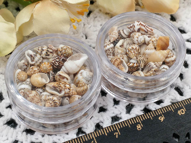 Наполнение для смолы и бутылочек 095 Ракушки маленькие 7-12*3-7мм Bubis Crafts бело-бежевые (декор) (50шт.)