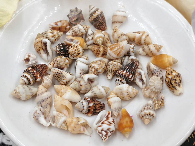 Наполнение для смолы и бутылочек 095 Ракушки маленькие 7-12*3-7мм Bubis Crafts бело-бежевые (декор) (50шт.)