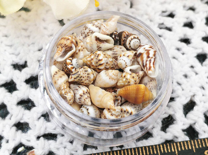 Наполнение для смолы и бутылочек 095 Ракушки маленькие 7-12*3-7мм Bubis Crafts бело-бежевые (декор) (50шт.)