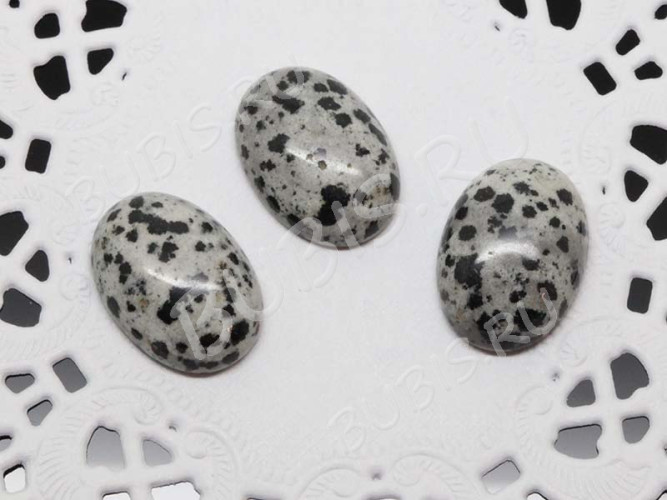 24446-kaboshon-yashma-dalmatin-IMG_0942.JPG