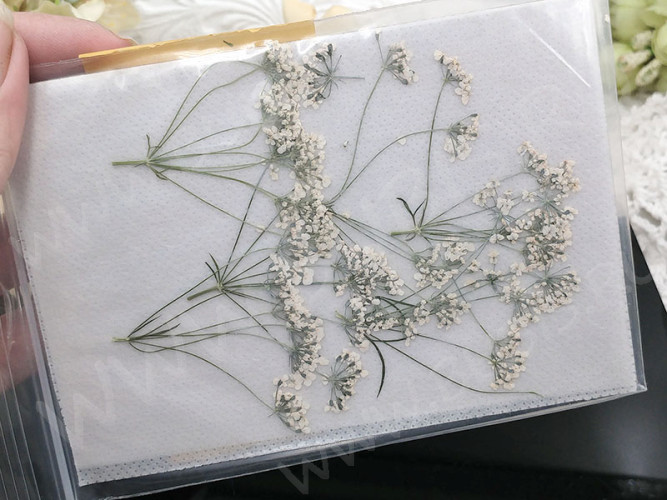 Сухие цветы 12 Зонтики плоские белые примерно 4-8см картоне (натуральные цветы)