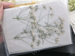 Сухие цветы 12 Зонтики плоские белые примерно 4-8см картоне (натуральные цветы)