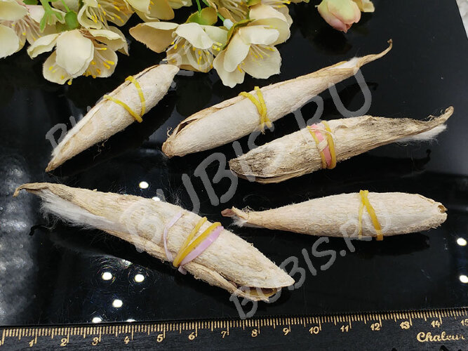 Сухие цветы 15 Парашютики в коконе (натуральные цветы)