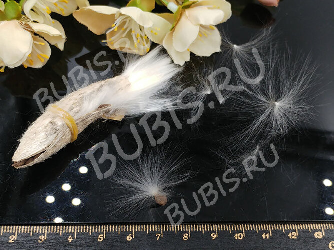 Сухие цветы 15 Парашютики в коконе (натуральные цветы)