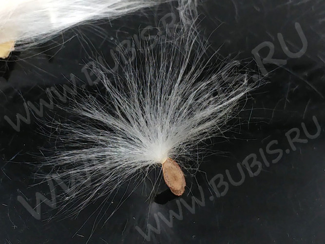 Сухие цветы 15 Парашютики в коконе (натуральные цветы)