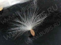 Сухие цветы 15 Парашютики в коконе (натуральные цветы)