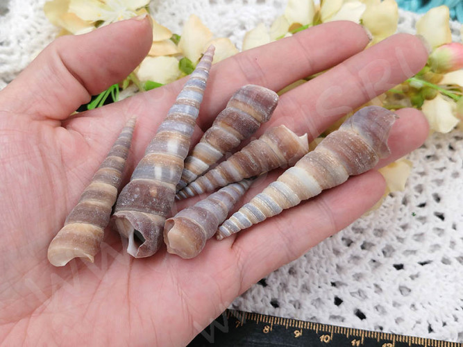 Ракушка 11 примерно 30-65*8-15мм коричневая (перламутр и ракушки)