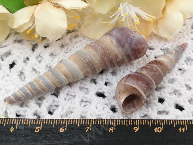 Ракушка 11 примерно 30-65*8-15мм коричневая (перламутр и ракушки)