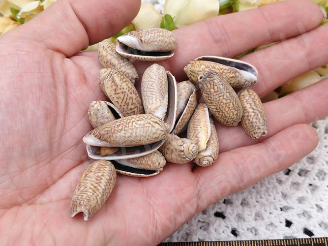 Ракушка 12 примерно 25-35*20-15мм бежево-коричневая (перламутр и ракушки) (5шт.)