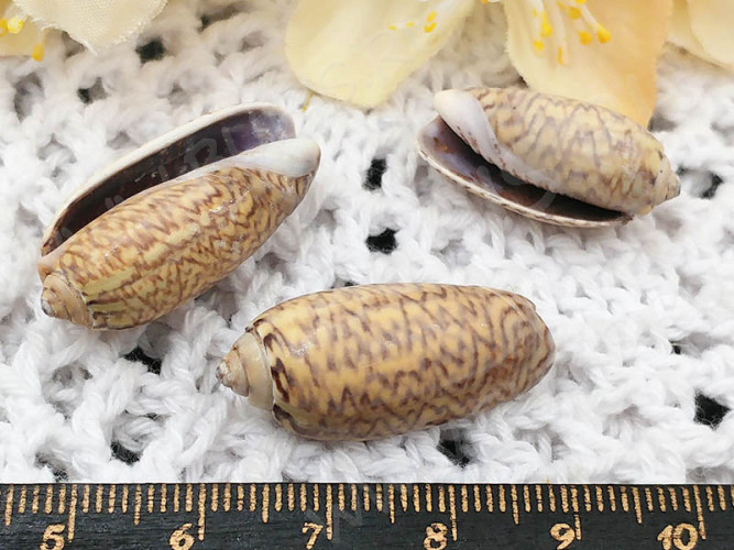 Ракушка 12 примерно 25-35*20-15мм бежево-коричневая (перламутр и ракушки) (5шт.)