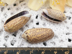 Ракушка 12 примерно 25-35*20-15мм бежево-коричневая (перламутр и ракушки) (5шт.)