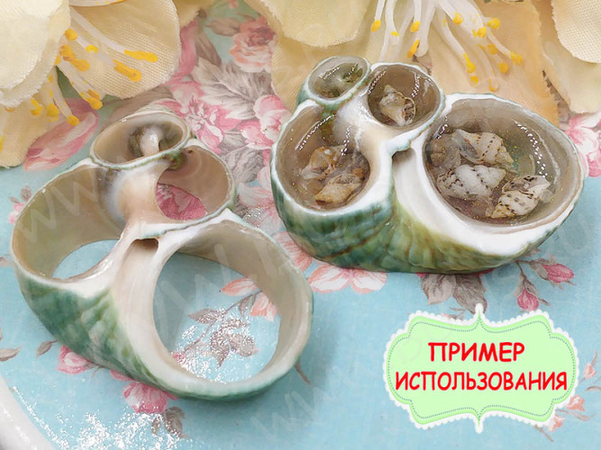 Ракушка 13 рамка примерно 15-35*20-40мм бежево-зелёная (перламутр и ракушки) (5шт.)