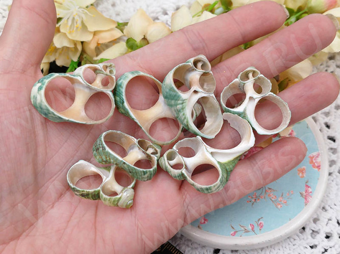 Ракушка 13 рамка примерно 15-35*20-40мм бежево-зелёная (перламутр и ракушки) (5шт.)