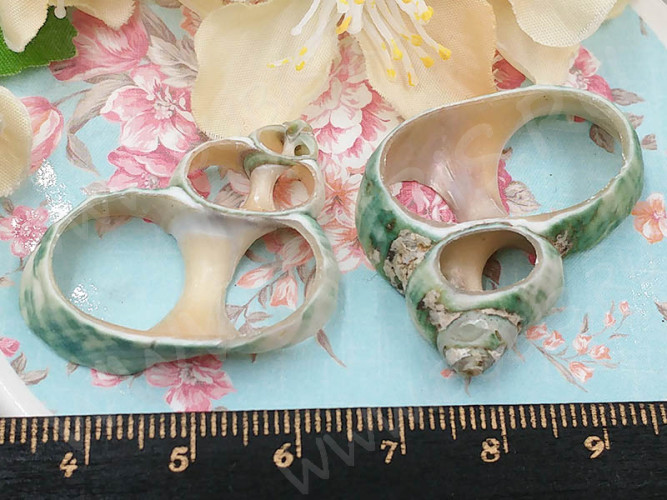 Ракушка 13 рамка примерно 15-35*20-40мм бежево-зелёная (перламутр и ракушки) (5шт.)