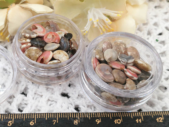 Наполнение для смолы и бутылочек 124 Ракушки маленькие круглые 7-12*4-9мм Bubis Crafts разноцветные (декор) (50шт.)