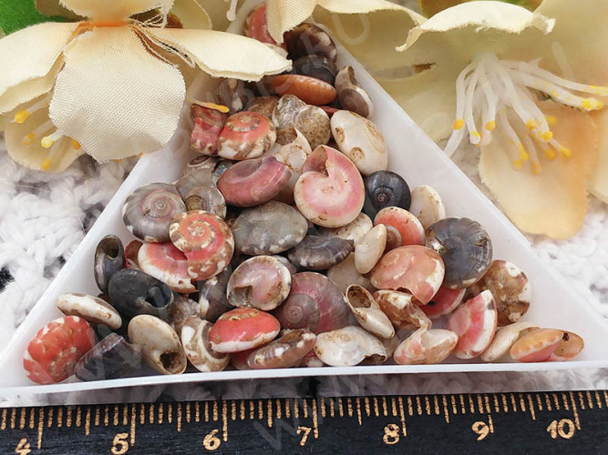 Наполнение для смолы и бутылочек 124 Ракушки маленькие круглые 7-12*4-9мм Bubis Crafts разноцветные (декор) (50шт.)