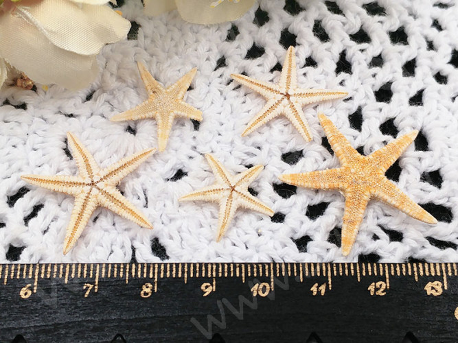 Наполнение для смолы и бутылочек 082 Морские звёзды микс прим.18-30мм натуральные (декор) (5шт.)