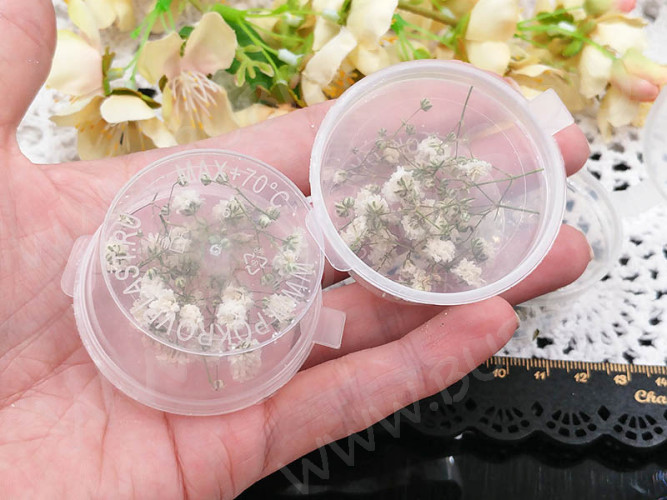 Сухие цветы 20 Гипсофила белая в коробочке (натуральные цветы)