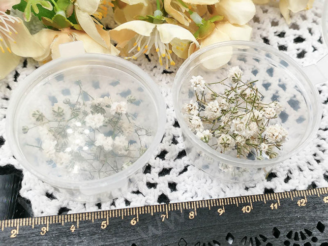 Сухие цветы 20 Гипсофила белая в коробочке (натуральные цветы)