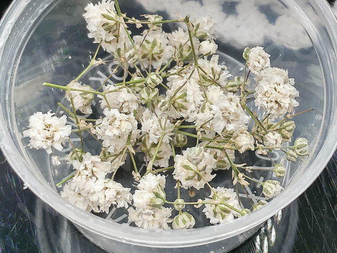 Сухие цветы 20 Гипсофила белая в коробочке (натуральные цветы)