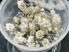 Сухие цветы 20 Гипсофила белая в коробочке (натуральные цветы)