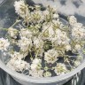 Купить Сухие цветы 20 Гипсофила белая в коробочке (натуральные цветы) с доставкой по России