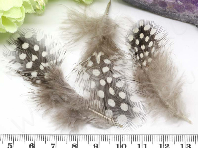 20533-pero dekorativnoe-IMG_0551ty.JPG