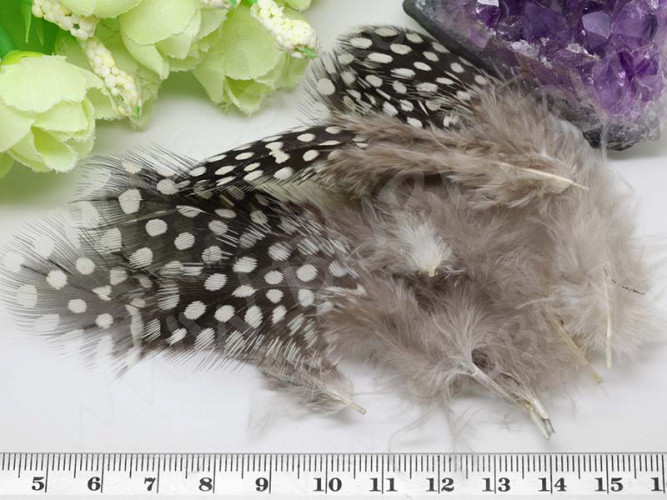 20534-pero dekorativnoe-IMG_0543li.JPG