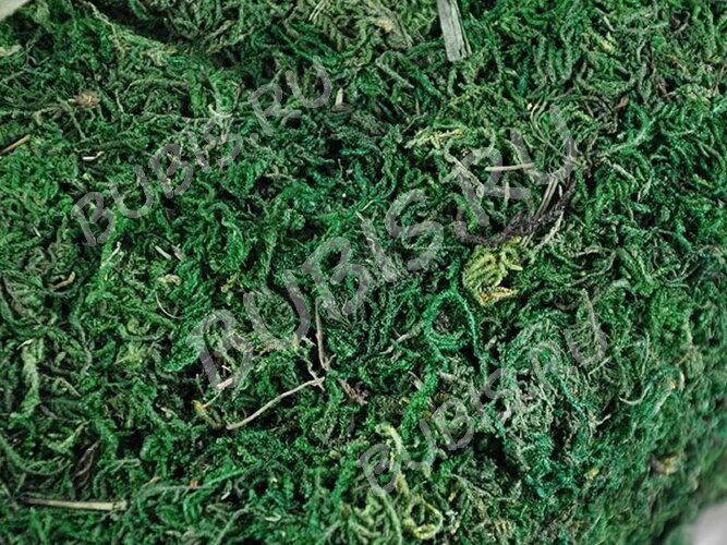 Сухие цветы 04 Мох зелёный в коробочке (натуральные цветы)