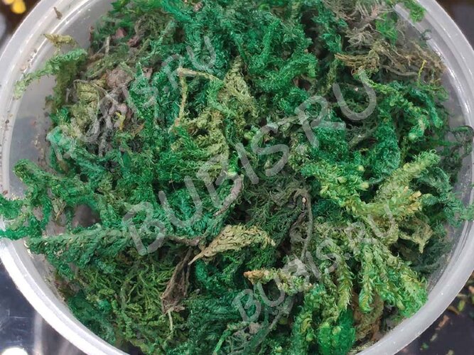 Сухие цветы 04 Мох зелёный в коробочке (натуральные цветы)