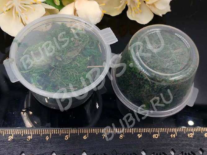 Сухие цветы 04 Мох зелёный в коробочке (натуральные цветы)