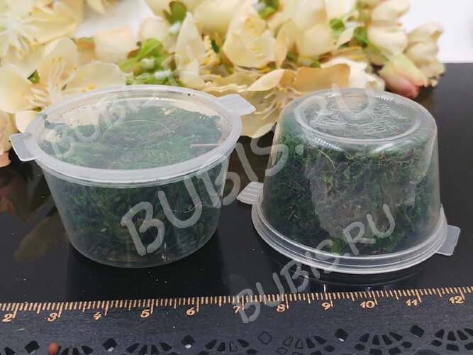 Сухие цветы 04 Мох зелёный в коробочке (натуральные цветы)