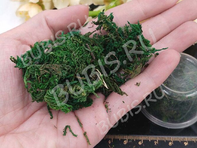 Сухие цветы 04 Мох зелёный в коробочке (натуральные цветы)