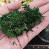 Сухие цветы 04 Мох зелёный в коробочке (натуральные цветы) Купить Сухие цветы 04 Мох зелёный в коробочке (натуральные цветы) с доставкой по России