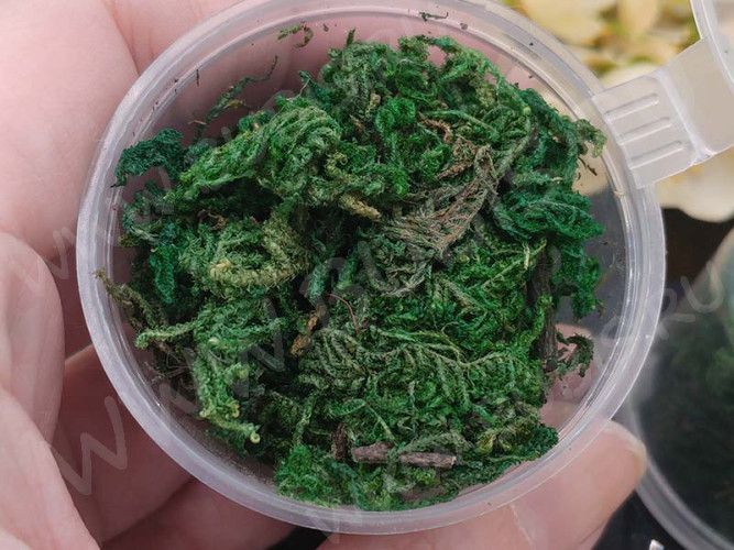 Сухие цветы 04 Мох зелёный в коробочке (натуральные цветы)