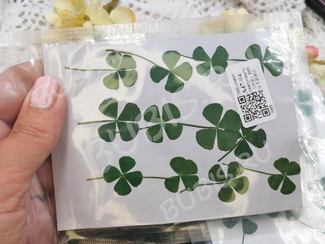 Сухие цветы 21 Четырёхлистники прессованные примерно 2-2,5см комплект на картоне (натуральные цветы) (12шт.)