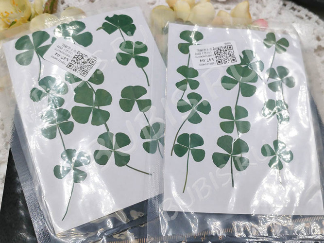 Сухие цветы 21 Четырёхлистники прессованные примерно 2-2,5см комплект на картоне (натуральные цветы) (12шт.)