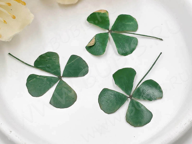 Сухие цветы 21 Четырёхлистники прессованные примерно 2-2,5см комплект на картоне (натуральные цветы) (12шт.)