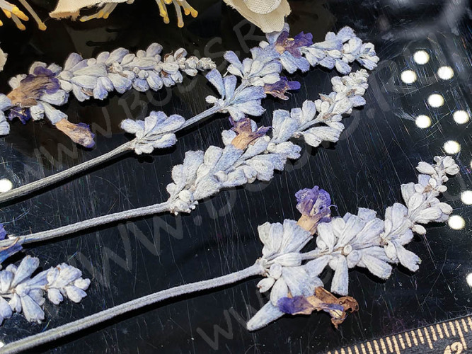 Сухие цветы 22 Шалфей прессованный примерно 6-10*1-1,5см комплект на картоне (натуральные цветы) (10шт.)