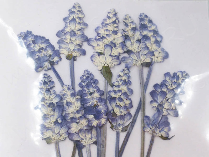 Сухие цветы 22 Шалфей прессованный примерно 6-10*1-1,5см комплект на картоне (натуральные цветы) (10шт.)