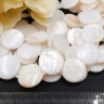 (СКИДКИ!!!) Бусина Круг 11 перламутр 15*15*3мм белый (камни) (перламутр и ракушки) (10шт.) Купить (СКИДКИ!!!) Бусина Круг 11 перламутр 15*15*3мм белый (камни) (перламутр и ракушки) (10шт.) с доставкой по России