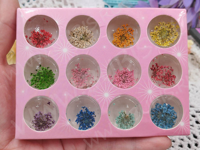 Сухие цветы 23 Зонтики плоские прессованные соцветия примерно 1,0-1,5см комплект МИКС (декор)