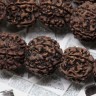 Купить 20296-busina-rudraksha-IMG_8127.JPG с доставкой по России