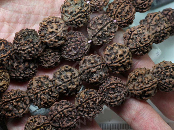 20298-busina-rudraksha-IMG_8134.JPG